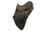 Partial Megalodon Tooth - Serrated Blade #180879-1